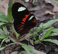 Heliconius melpomene