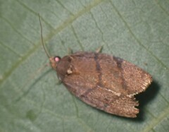 Argyrotaenia juglandana