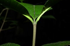 Couma guianensis