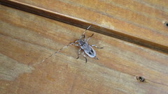 Acanthocinus nodosus