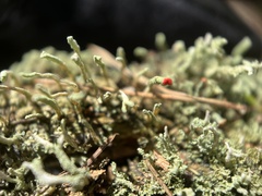 Cladonia macilenta
