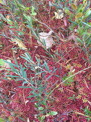 Andromeda polifolia glaucophylla