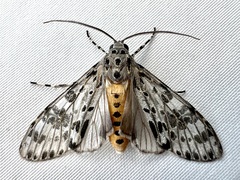 Eucereon myrina