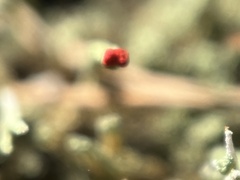Cladonia macilenta