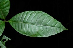 Couma guianensis
