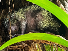 Coendou mexicanus