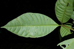 Couma guianensis