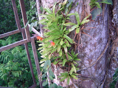 Aechmea abbreviata