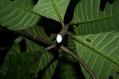 Couma guianensis