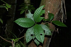 Couma guianensis