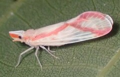 Otiocerus coquebertii