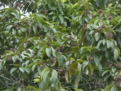 Mahurea palustris