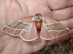 Hemileuca sororia