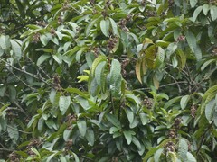 Mahurea palustris