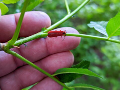 Dictyoptera simplicipes