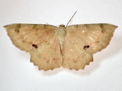 Erastria decrepitaria