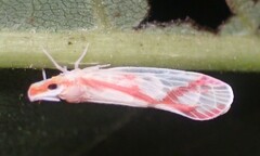 Otiocerus coquebertii