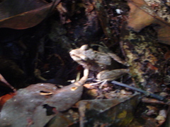 Pristimantis lanthanites