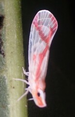 Otiocerus coquebertii