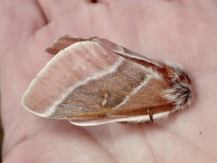 Hemileuca sororia