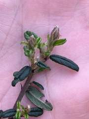 Ceanothus parryi