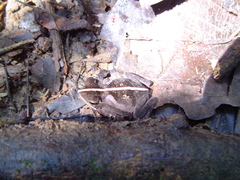 Rhinella margaritifera
