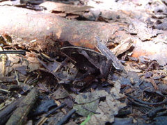 Rhinella margaritifera