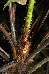 Cyathea microdonta