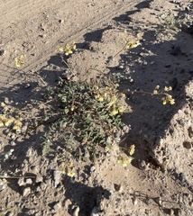 Chylismia claviformis