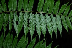 Cyathea microdonta