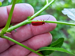 Dictyoptera simplicipes