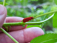 Dictyoptera simplicipes