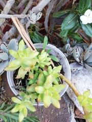 Pachysedum