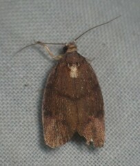 Argyrotaenia juglandana