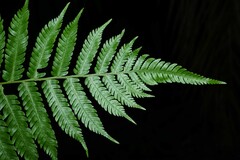 Cyathea microdonta