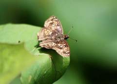 Caprona ransonnettii