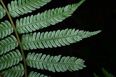 Cyathea microdonta