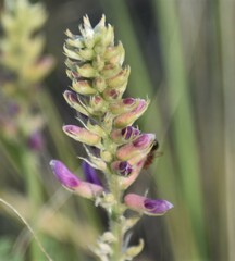 Astragalus bisulcatus