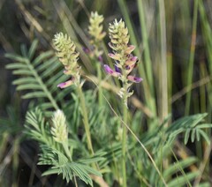 Astragalus bisulcatus