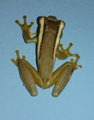 Trachycephalus mesophaeus