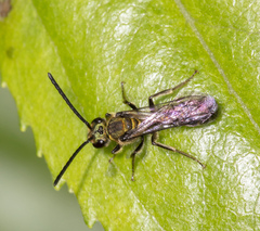 Neocorynura