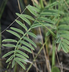 Astragalus bisulcatus