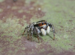 Carrhotus sannio
