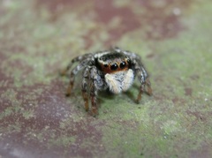 Carrhotus sannio