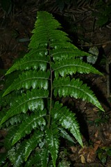 Cyathea pungens