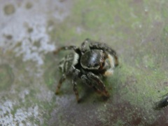 Carrhotus sannio