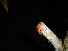 Dendropsophus triangulum