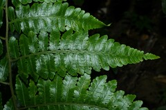 Cyathea pungens