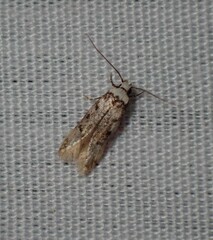 Endrosis sarcitrella