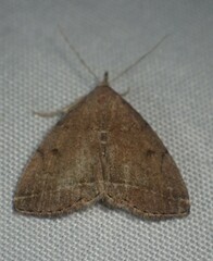 Zanclognatha protumnusalis